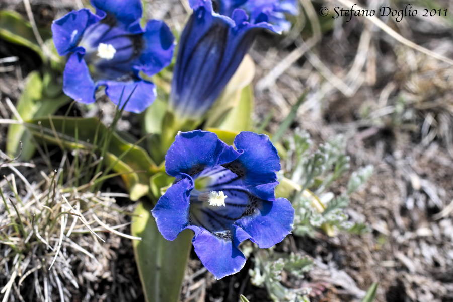 Gentiana acaulis